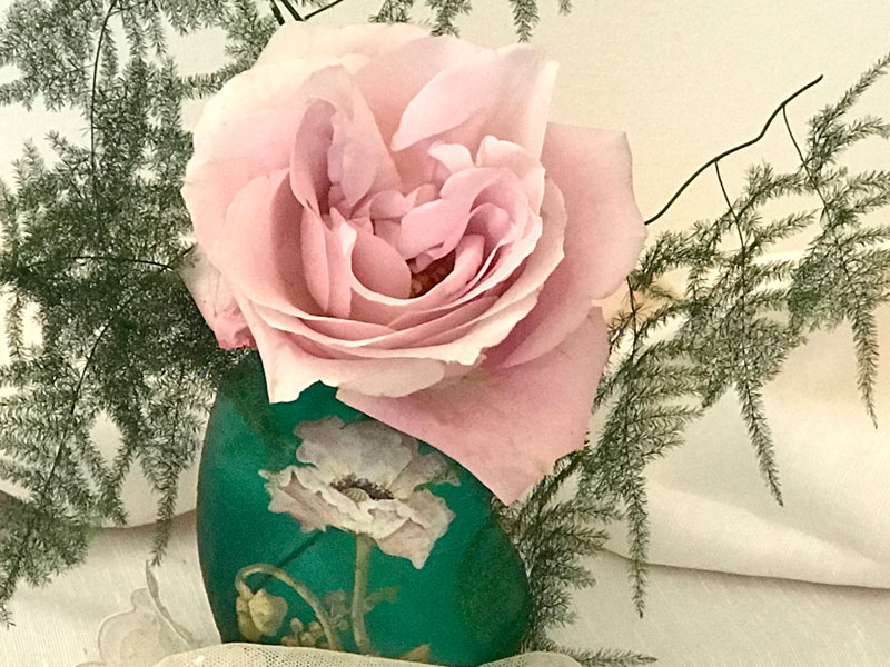 open Secret Garden rose