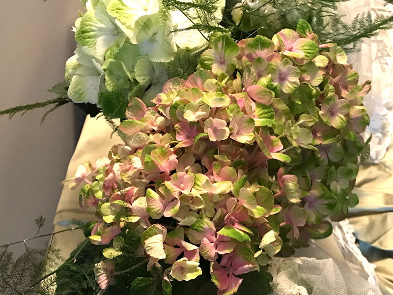 Hydrangeas