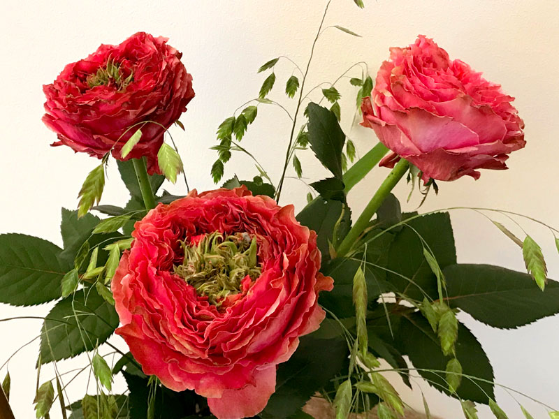 country garden roses