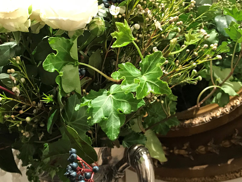 close-up of the bright green leaves of the ornamental Japanese trailing ivy