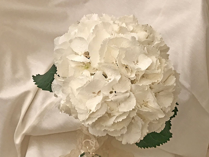snowball hydrangea closeup