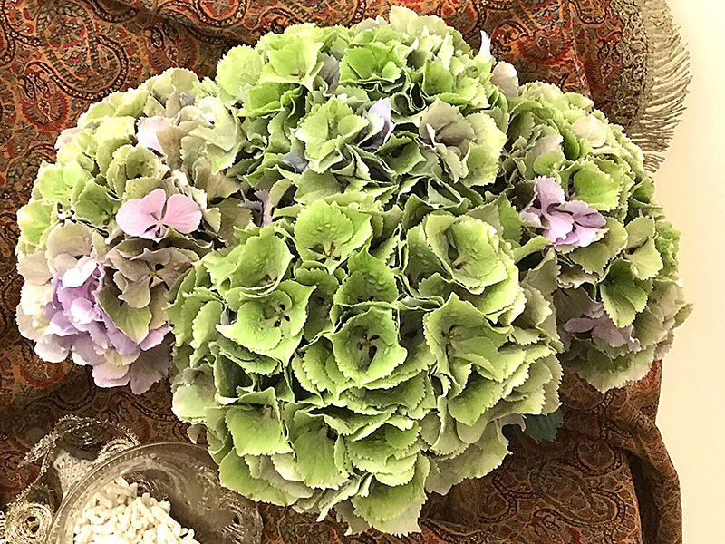 closeup of  green hydrangeas