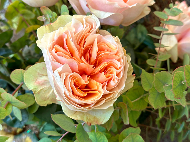 a close-up of one of the roses in the bouquet