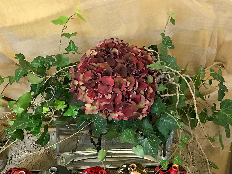 wild bouquet of a single wine/burgundy oversized hydrangea and deep-green trailing ivies